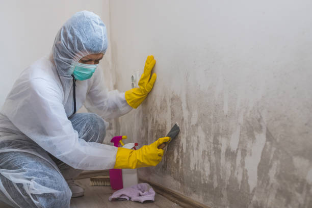 Best Mold Removal Process  in Cheval, FL