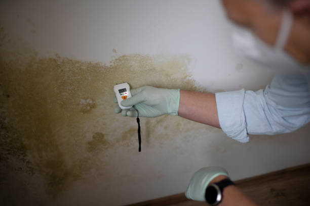 Best Residential Mold Removal  in Cheval, FL