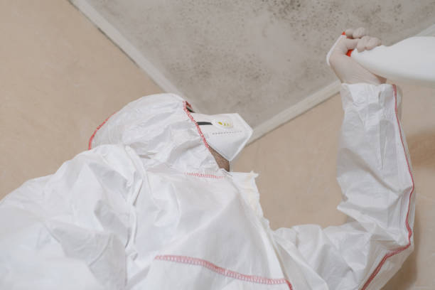 Best Office Mold Removal Services  in Cheval, FL