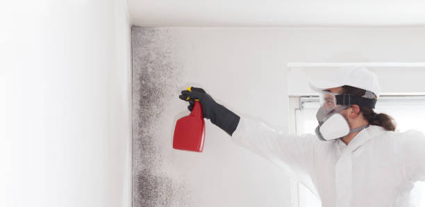 Best Mold Removal and Inspection  in Cheval, FL