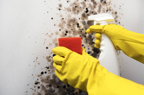 Mold Removal and Inspection in Cheval, FL