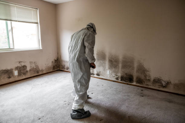 Mold Removal Process in Cheval, FL