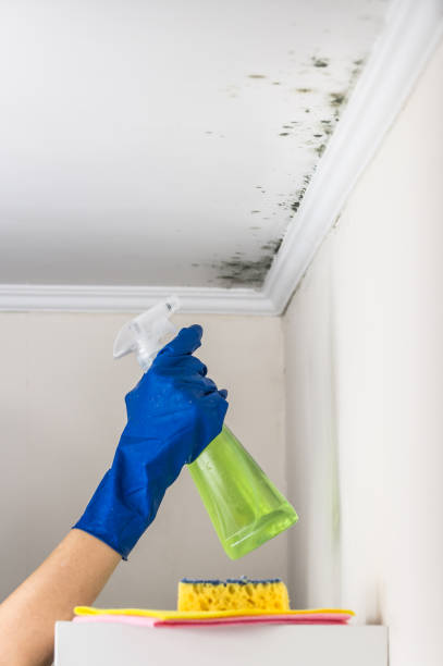 Best Best Mold Removal Companies  in Cheval, FL