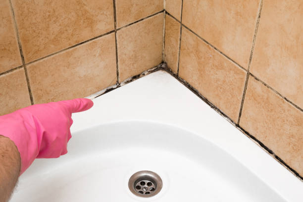 Best Local Mold Removal Service  in Cheval, FL